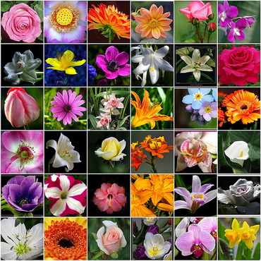 Flower   Picture on All List Of Flower Names